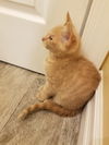 kitten - Chandler