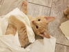 kitten - Chandler