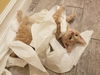 kitten - Chandler