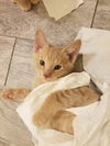 kitten - Chandler