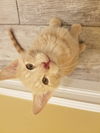 kitten - Chandler