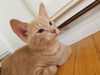 kitten - Chandler