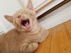 kitten - Chandler
