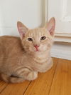 kitten - Chandler