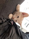 kitten - Chandler