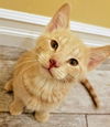 kitten - Chandler