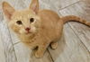 kitten - Chandler