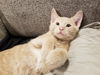 kitten - Chandler