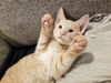 kitten - Chandler