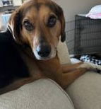 Beagle/Lab Litter *Mya*