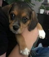 Beagle/Lab Litter *Mya*