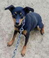 Min Pin siblings ~ Dewey