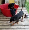 Min Pin Siblings ~ Sassy