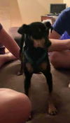 Min Pin Siblings ~ Little Girl