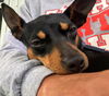Min Pin Siblings ~ Reese Cup