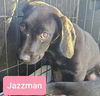 Hound Mix Siblings ~ Jazzman