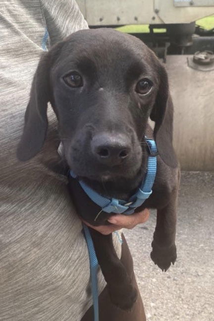 Hound Mix Siblings ~ Jazzman