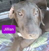Hound Mix Siblings ~ Jillian