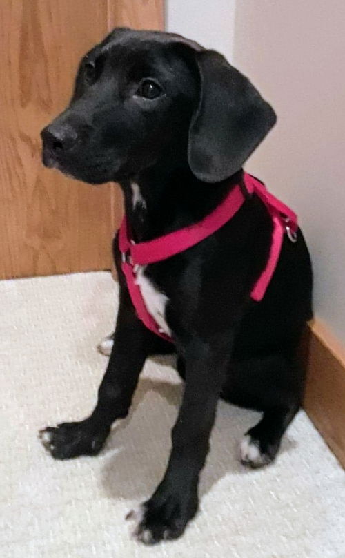 Hound Mix Siblings ~ Jillian