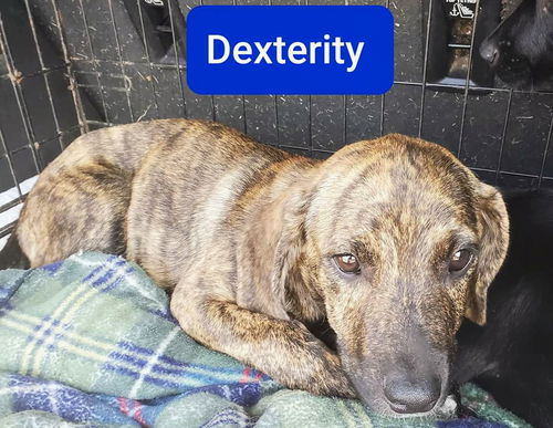 Hound Mix Siblings ~ Dexterity