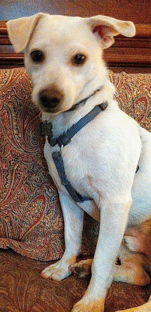 Terrier Brother ~ (Chex)