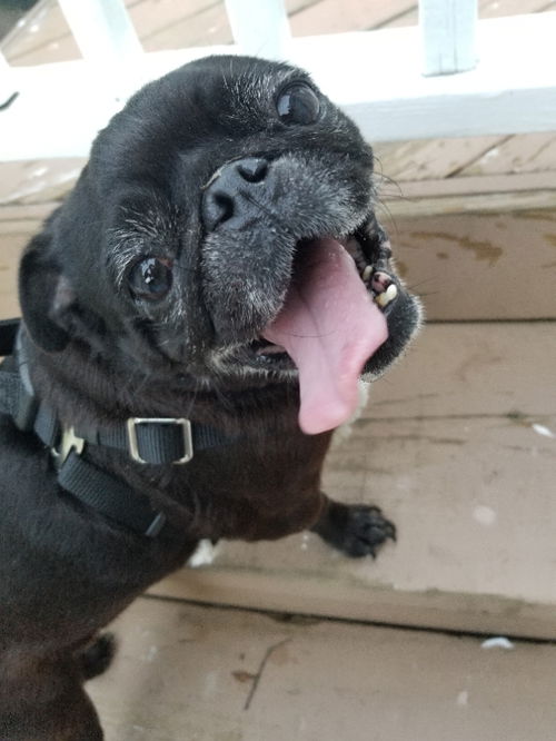 Harley