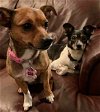 Remmy & Patches (Bonded Pair)