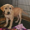 Lab/Hound Mix Litter X (Alix)