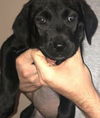 Lab/Hound Mix Litter X (Lex)