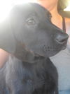 Lab/Hound Mix Litter X (Lex)