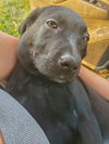 Lab/Hound Mix Litter X (Lex)