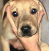 Lab/Hound Mix Litter X  (Bellatrix)