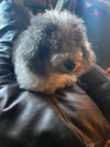 Charlie