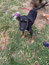 Terrier/Shep Siblings (Addie)