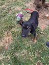 Terrier/Shep Siblings (Addie)