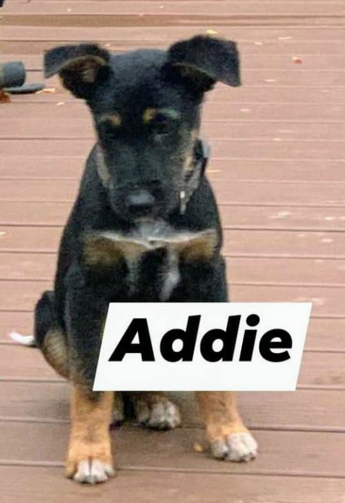 Terrier/Shep Siblings (Addie)
