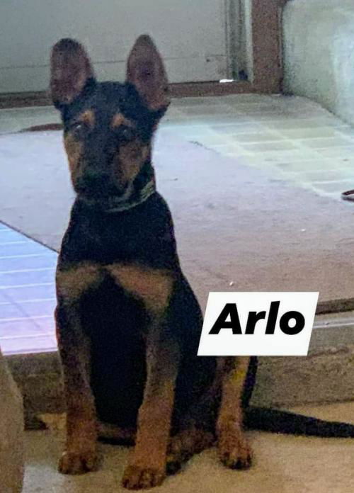 Terrier/Shep Siblings (Arlo)