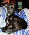 Gilbert