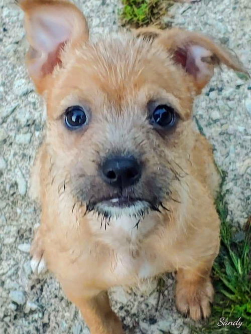 Honey Bear