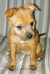 Honey Bear