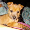Honey Bear