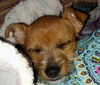Honey Bear