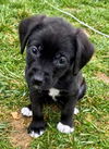 Aussie/Beagle/Lab Pup (Miss Tiny)