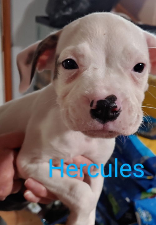 Lady's litter (Hercules)