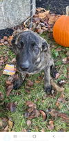 Shepherd Mix Sibs ~ Izzy Bella