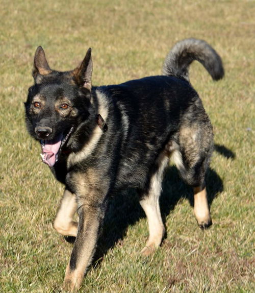 Kane GSD