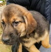 German shepherd pup (Aria)