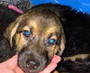 German shepherd pup (Aria)