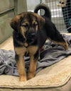 German shepherd pup (Aria)