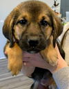 German shepherd pup (Aria)